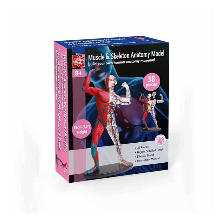 Holdson Edu Toys - Muscle & Skeleton Anatomy Model 440560