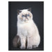 Collins A5 Cats & Dogs Journal - Undated Daily, Hard Cover_1