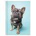 Collins A5 Cats & Dogs Journal - Undated Daily, Hard Cover_3