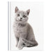 Collins A5 Cats & Dogs Journal - Undated Daily, Hard Cover_4