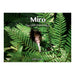 Miro The Little Brown Kiwi_1