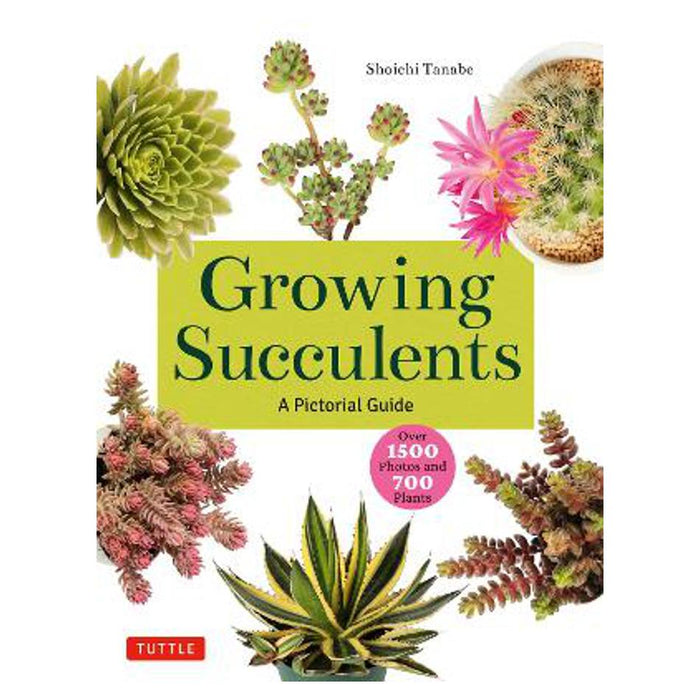 Growing Succulents | Shoichi Tanabe