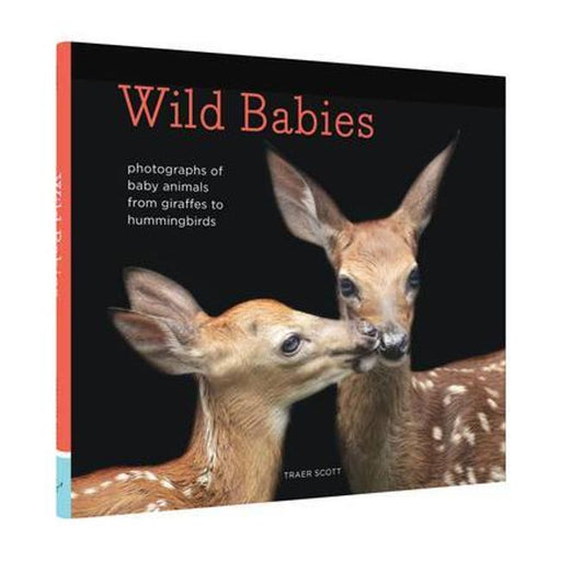 Wild Babies-Marston Moor
