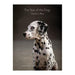 Year Of Dogs Notecards-Marston Moor