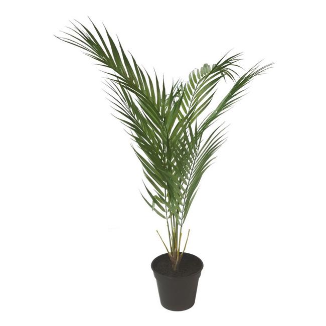 Rembrandt Fern IV3010-Marston Moor