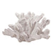Rembrandt Elkhorn Coral Sculpture SE2113-Marston Moor