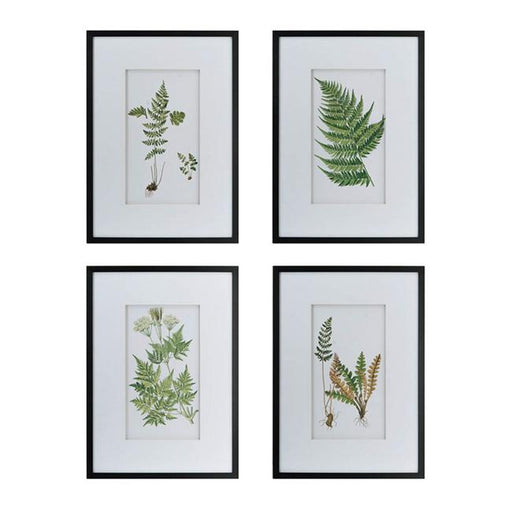 Rembrandt Collection of Fern Prints SE2318-Marston Moor