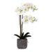Rembrandt Real Touch Orchid 2 Spray - White with Stone Pot YI1009-Marston Moor