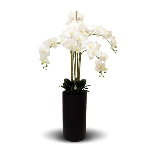 Rembrandt Real Touch Orchid 5 Spray - White With Tall Black Pot YI1016-Marston Moor