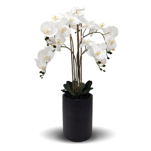 Rembrandt Real Touch Orchid 5 Spray - White With Tall Black PotYI1017-Marston Moor