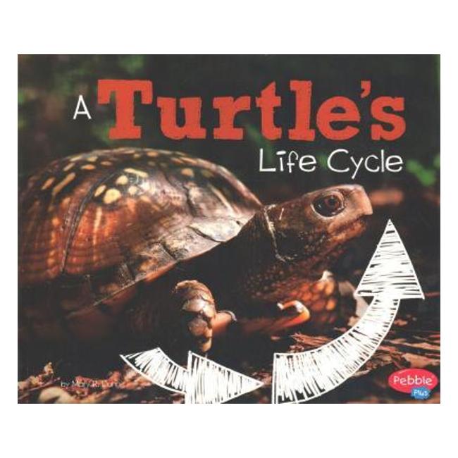 A Turtles Life Cycle (Explore Life Cycles)